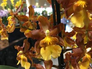 Oncidium Volcano Midnight