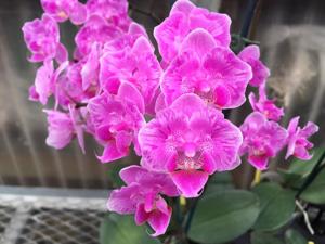 Phalaenopsis Little Mary