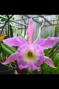 Rhyncholaeliocattleya Madame Charles Maron