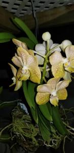 Vanda Denisander