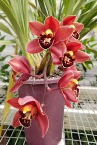 Cymbidium Dick Doran