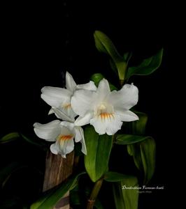 Dendrobium Formoso-Lowii