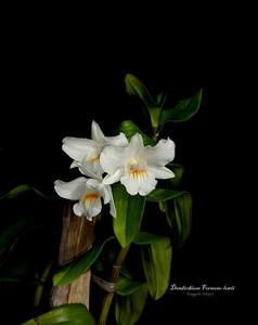 Dendrobium Formoso-Lowii
