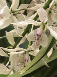 Epiarthron Kevin Mark Ragbir