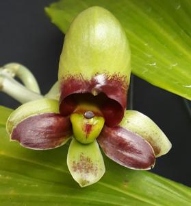 Catasetum John C. Burchett