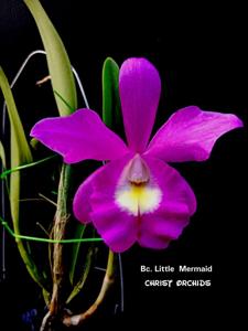 Brassocatanthe Little Mermaid