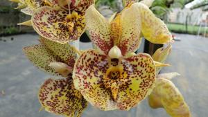 Catasetum Susan Fuchs