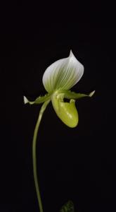 Paphiopedilum Maudiae