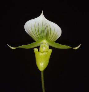 Paphiopedilum Maudiae