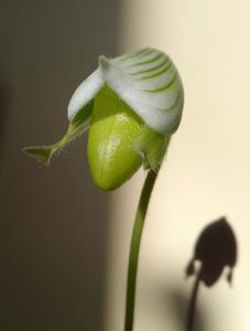 Paphiopedilum Maudiae