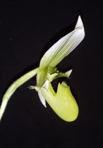 Paphiopedilum Maudiae