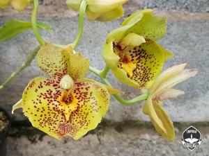 Catasetum Susan Fuchs