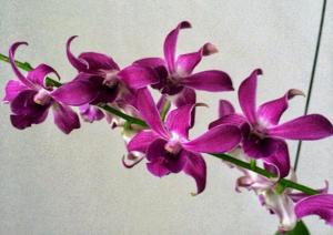 Dendrobium ASCI Tan Wah Thong