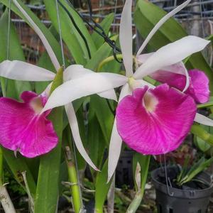 Brassocattleya YU Toung Star