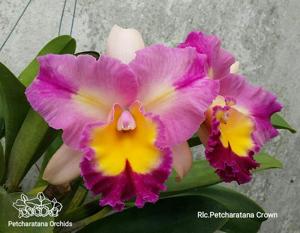 Rhyncholaeliocattleya Petcharatana Crown