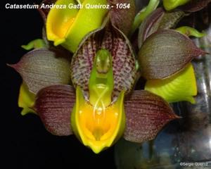 <i>Catasetum</i> Andreza Gatti Queiroz