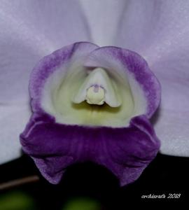 Cattleya Mini Purple