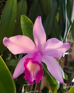 Cattleya Sallieri