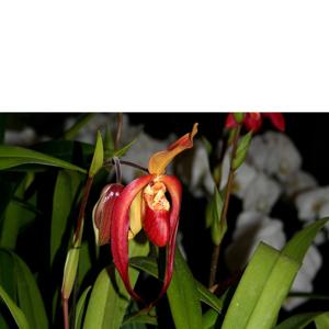 Phragmipedium Maria Glanz