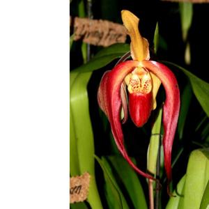 Phragmipedium Maria Glanz