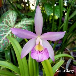 Brassocattleya Maile Hollinger