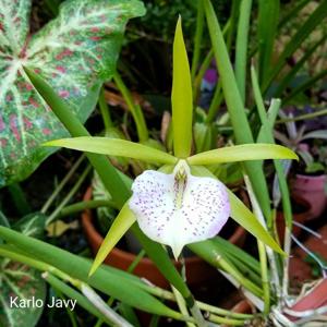 Brassocattleya Green Bird