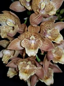 Mormodia Gritty Grace