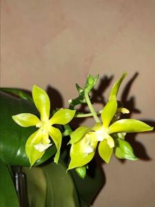 Phalaenopsis Su-An Cricket