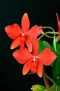 Cattleya Pearlouis
