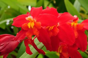 Oncidium Arlington