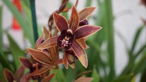 Cymbidium Joseph Schmidt