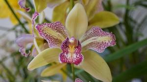 Cymbidium Isle