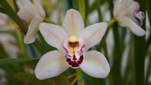 Cymbidium Globetrotter