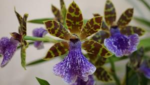 Zygopetalum Kiwi Korker