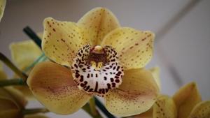 Cymbidium Golden Girl