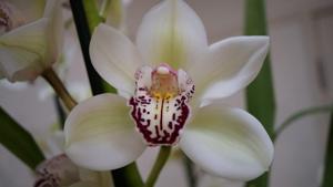 Cymbidium Peter Dawson