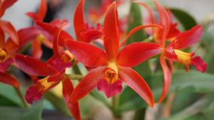 Cattlianthe Atomic de Mivac