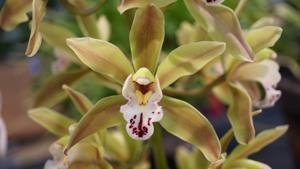 Cymbidium Geraint