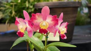 Cattleya Angel Eyes