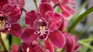 Cymbidium Strathdon