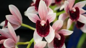 Cymbidium Gala Odyssey