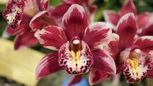 Cymbidium Winter Fire