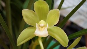 Cymbidium Eastern Venus