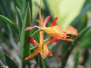 Brassocattleya Edna