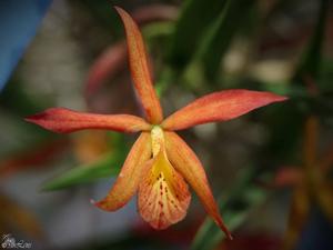 Brassocattleya Edna