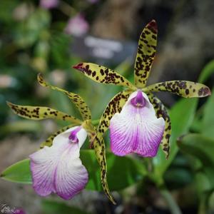 Brassocattleya Hippodamia