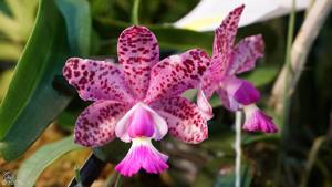 Cattleya Brabantiae