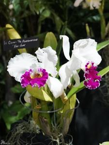 Cattleya Chian-Tzy Mildcompton