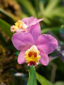 Cattleya Crystelle Smith