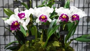 Cattleya Melody Fair